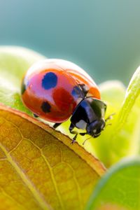 Preview wallpaper ladybird, grass, leaves, dry