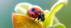 Preview wallpaper ladybird, grass, leaves, dry