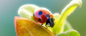 Preview wallpaper ladybird, grass, leaves, dry