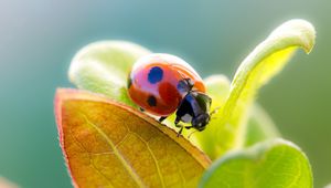 Preview wallpaper ladybird, grass, leaves, dry