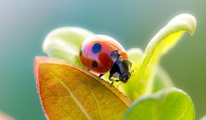 Preview wallpaper ladybird, grass, leaves, dry