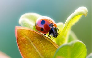 Preview wallpaper ladybird, grass, leaves, dry