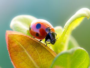 Preview wallpaper ladybird, grass, leaves, dry