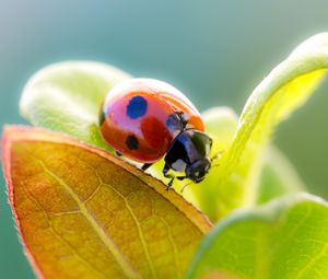 Preview wallpaper ladybird, grass, leaves, dry