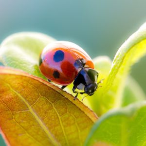 Preview wallpaper ladybird, grass, leaves, dry