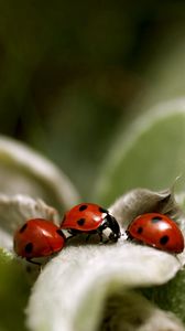 Preview wallpaper ladybird, grass, leaves, surface