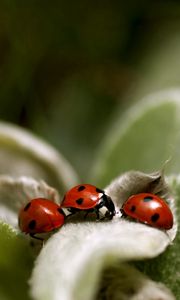 Preview wallpaper ladybird, grass, leaves, surface