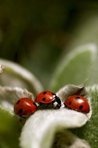 Preview wallpaper ladybird, grass, leaves, surface