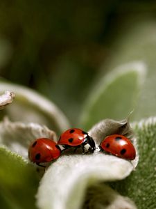 Preview wallpaper ladybird, grass, leaves, surface