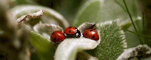 Preview wallpaper ladybird, grass, leaves, surface