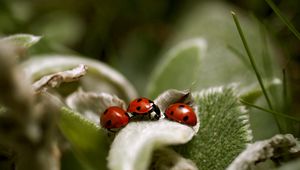 Preview wallpaper ladybird, grass, leaves, surface