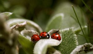 Preview wallpaper ladybird, grass, leaves, surface