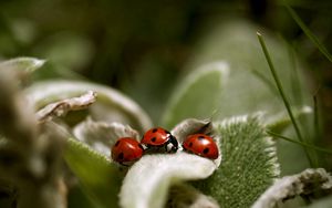 Preview wallpaper ladybird, grass, leaves, surface