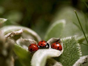 Preview wallpaper ladybird, grass, leaves, surface