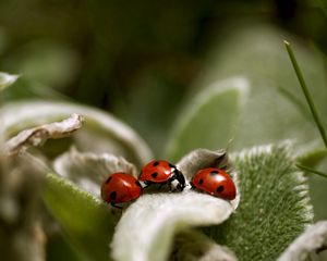 Preview wallpaper ladybird, grass, leaves, surface
