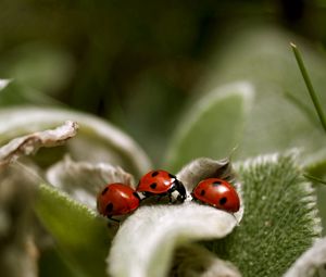 Preview wallpaper ladybird, grass, leaves, surface