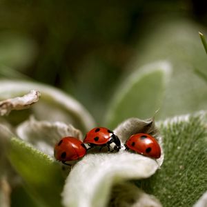 Preview wallpaper ladybird, grass, leaves, surface