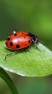 Preview wallpaper ladybird, grass, leaves, spots, crawl, light