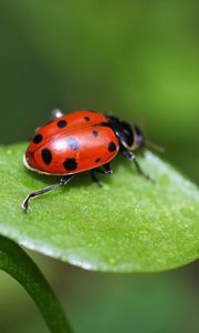 Preview wallpaper ladybird, grass, leaves, spots, crawl, light