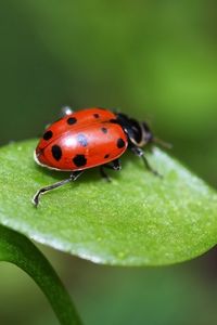 Preview wallpaper ladybird, grass, leaves, spots, crawl, light