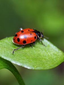 Preview wallpaper ladybird, grass, leaves, spots, crawl, light