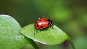 Preview wallpaper ladybird, grass, leaves, spots, crawl, light