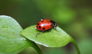 Preview wallpaper ladybird, grass, leaves, spots, crawl, light