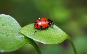 Preview wallpaper ladybird, grass, leaves, spots, crawl, light