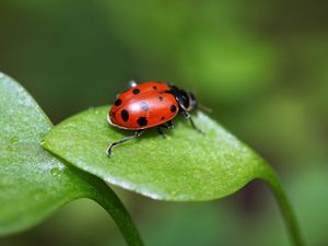 Preview wallpaper ladybird, grass, leaves, spots, crawl, light