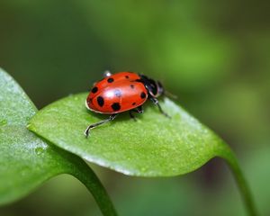 Preview wallpaper ladybird, grass, leaves, spots, crawl, light