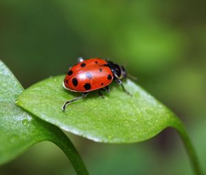 Preview wallpaper ladybird, grass, leaves, spots, crawl, light