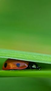 Preview wallpaper ladybird, grass, leaves, pressed