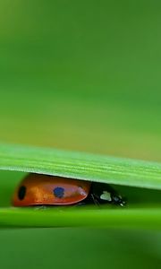 Preview wallpaper ladybird, grass, leaves, pressed