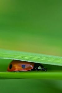 Preview wallpaper ladybird, grass, leaves, pressed