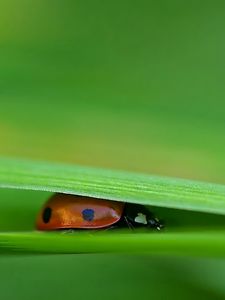 Preview wallpaper ladybird, grass, leaves, pressed