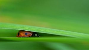 Preview wallpaper ladybird, grass, leaves, pressed