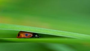 Preview wallpaper ladybird, grass, leaves, pressed