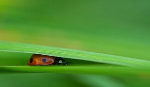 Preview wallpaper ladybird, grass, leaves, pressed