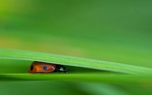 Preview wallpaper ladybird, grass, leaves, pressed