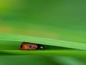 Preview wallpaper ladybird, grass, leaves, pressed