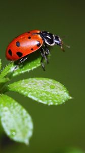 Preview wallpaper ladybird, grass, stains, insect