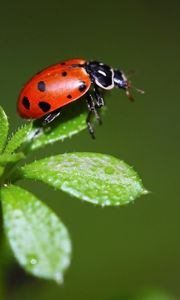 Preview wallpaper ladybird, grass, stains, insect