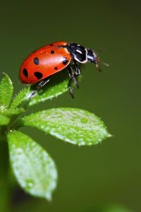 Preview wallpaper ladybird, grass, stains, insect