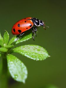 Preview wallpaper ladybird, grass, stains, insect