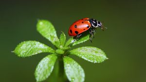 Preview wallpaper ladybird, grass, stains, insect