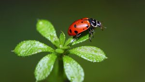 Preview wallpaper ladybird, grass, stains, insect