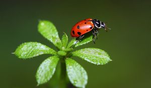 Preview wallpaper ladybird, grass, stains, insect