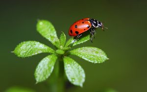 Preview wallpaper ladybird, grass, stains, insect