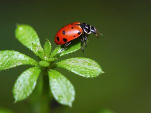 Preview wallpaper ladybird, grass, stains, insect