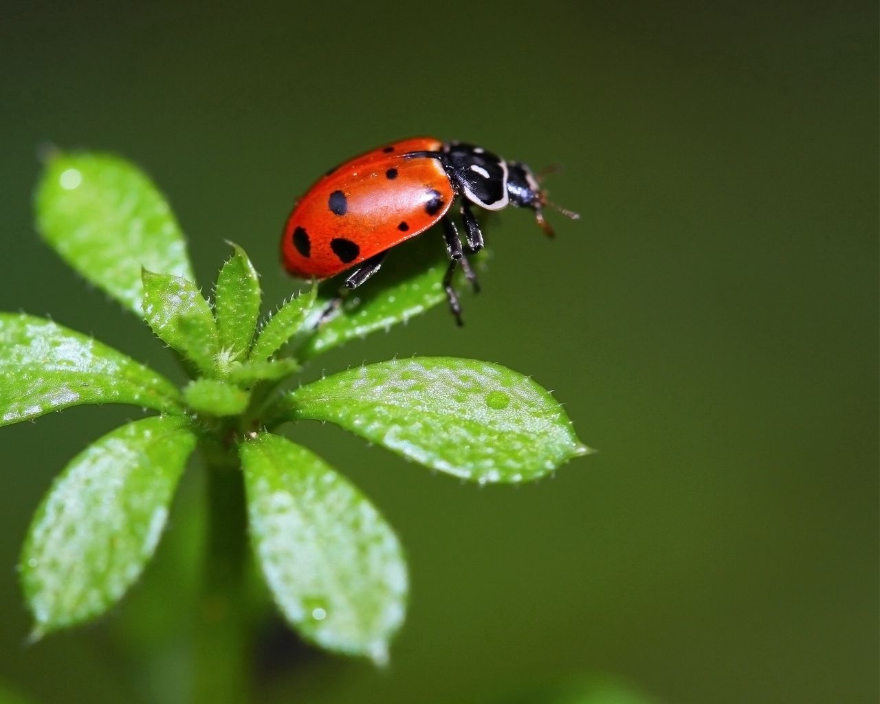 Download Wallpaper 1280x1024 Ladybird, Grass, Stains, Insect Standard 5 ...